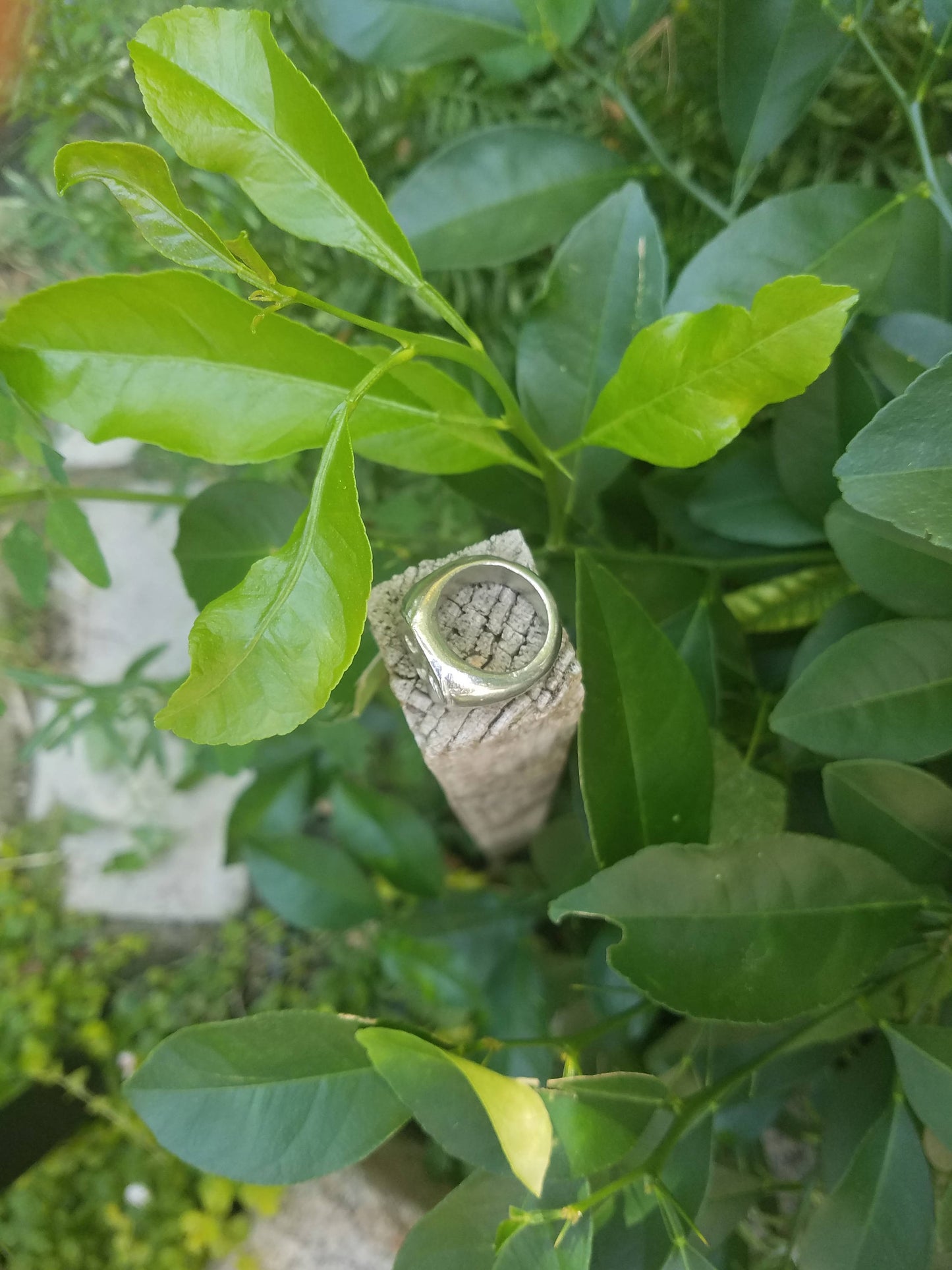 Messenger Parrot wax seal signet ring